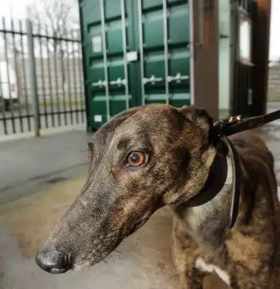 Dog with brown eyes facial close up